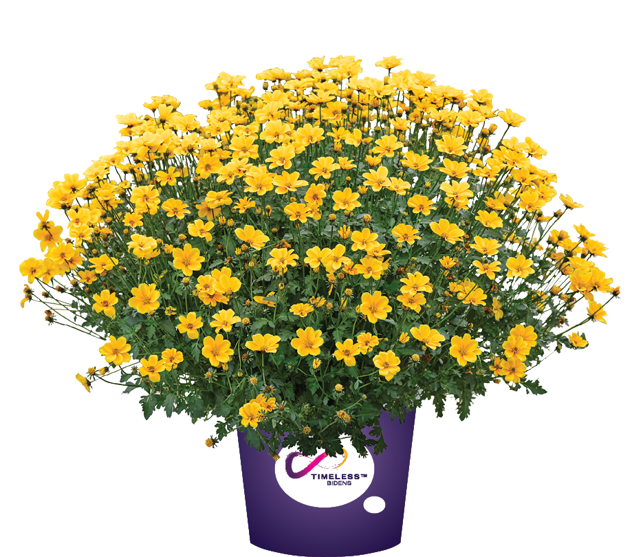 Bidens Golden Empire