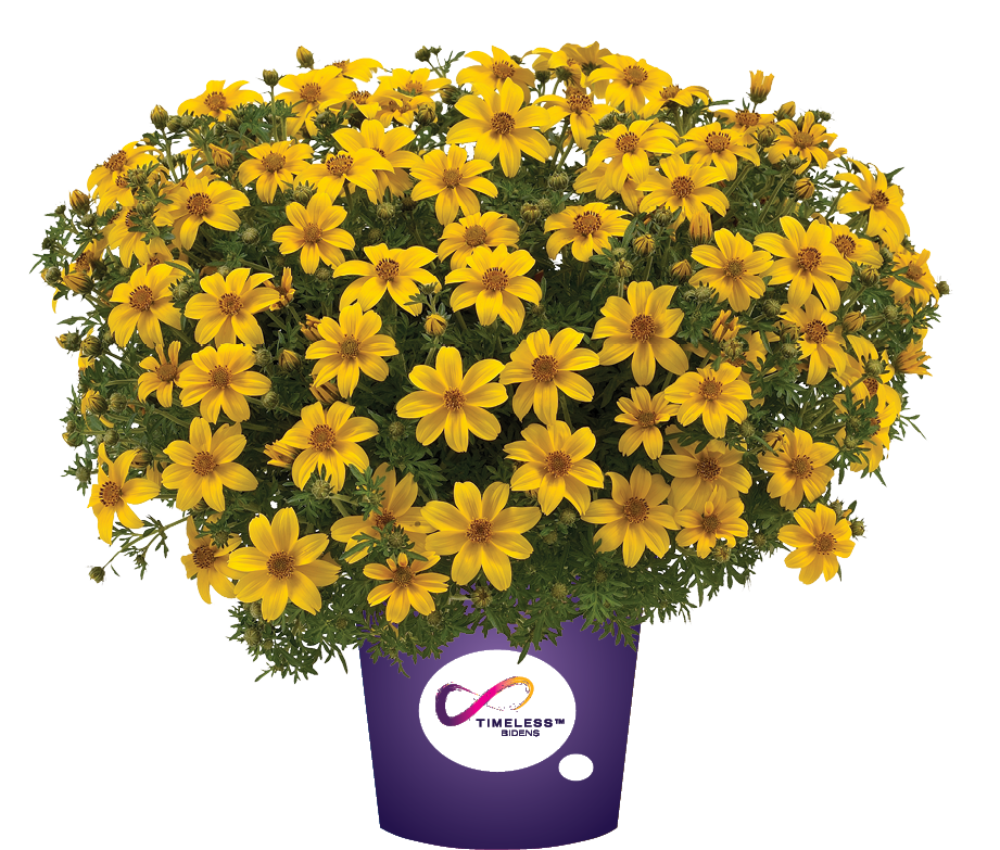 Bidens Yellow Charm