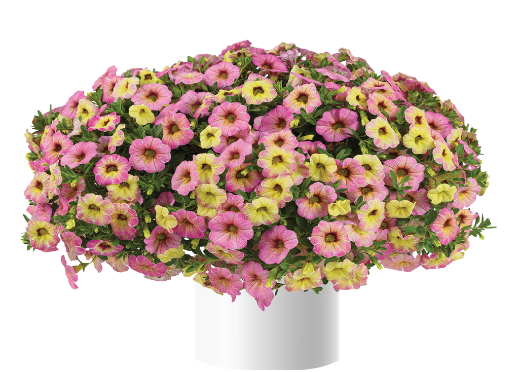 Calibrachoa Ombre Pink