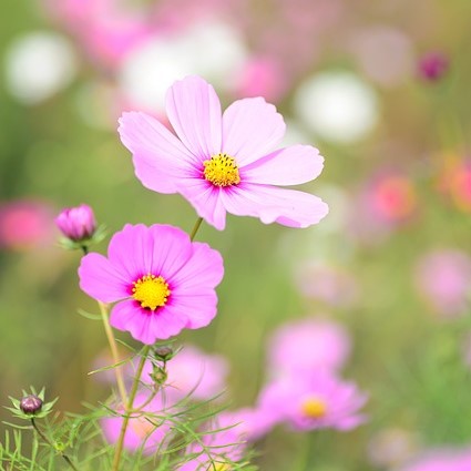 Cosmos bipinnatus Cantate Pink