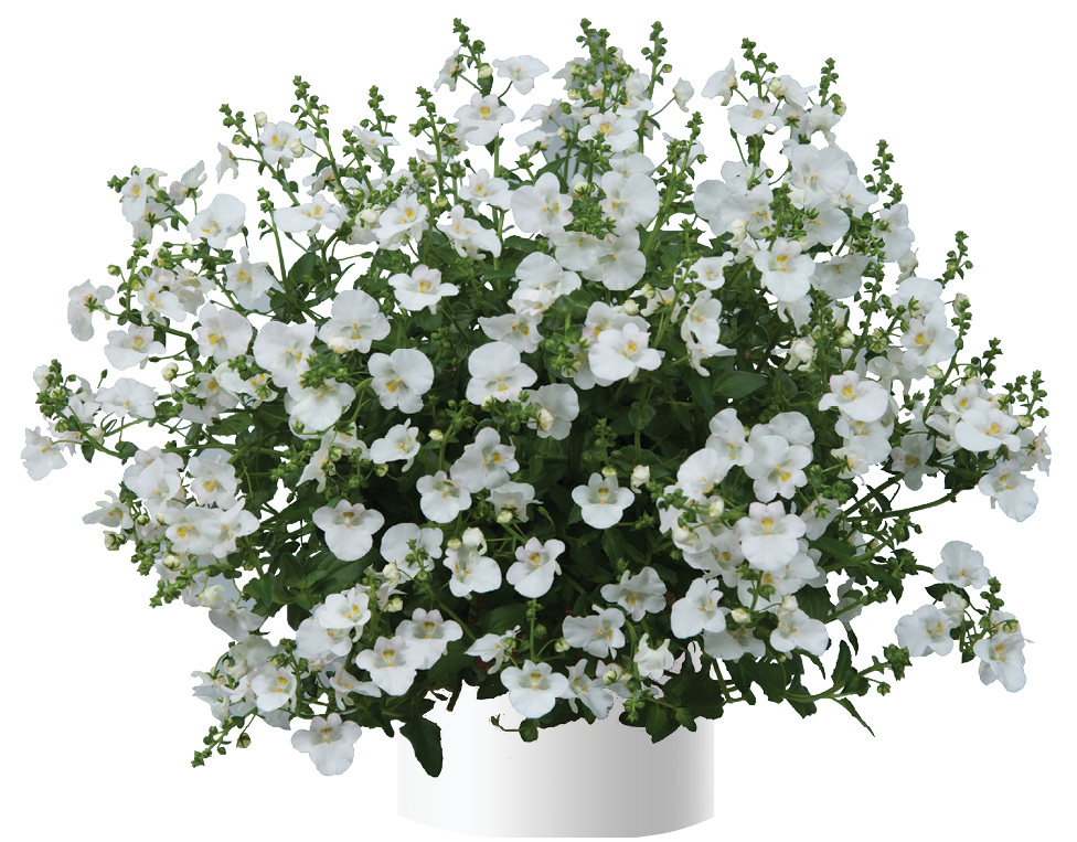 Diascia genta 'Classic White'