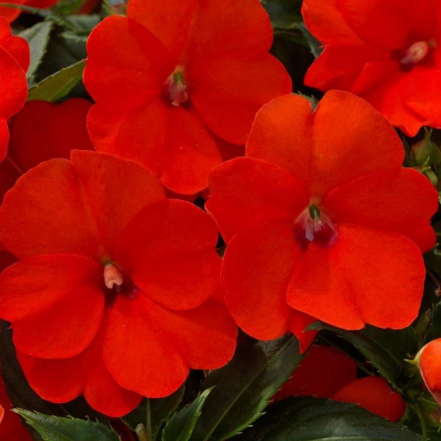 Impatiente Sunpatiens Compact Electric Orange