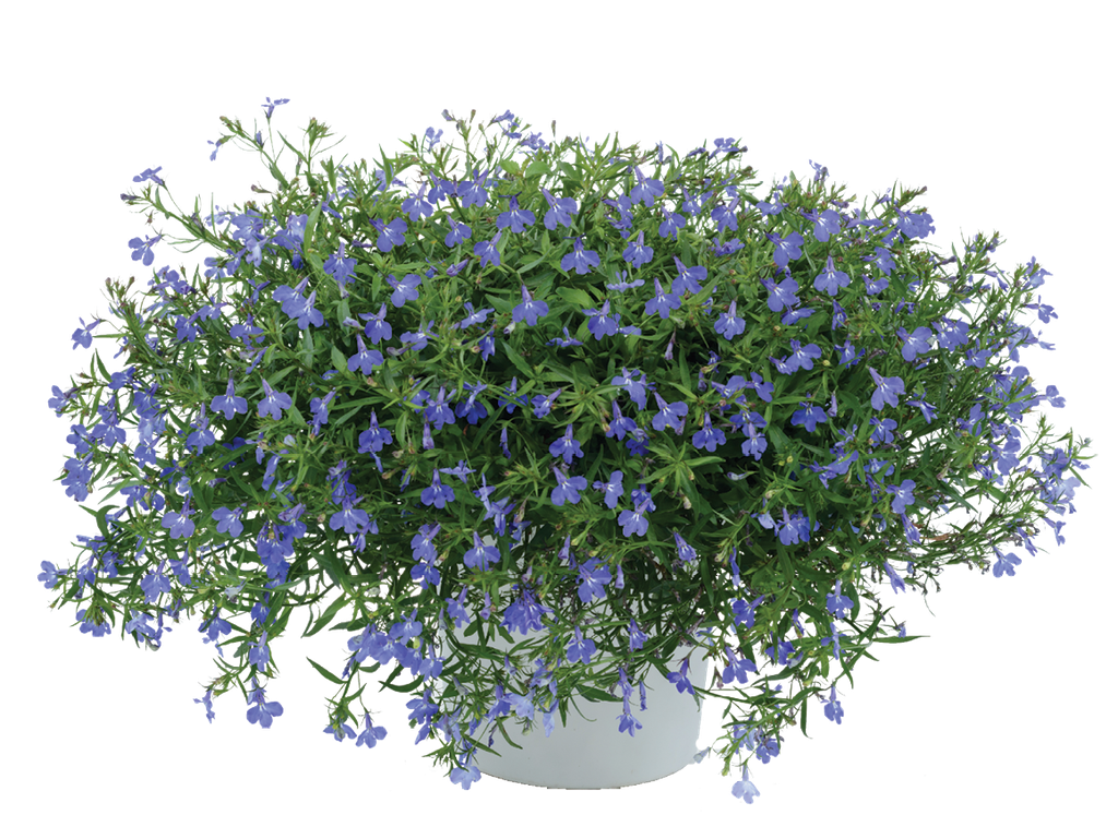 Lobelia Anabel Blue