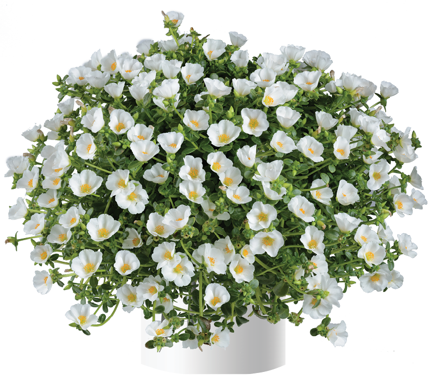 Portulaca  Pazzaz White