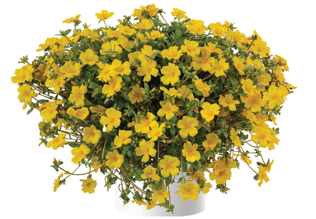 Portulaca  Pazzaz Yellow Improved