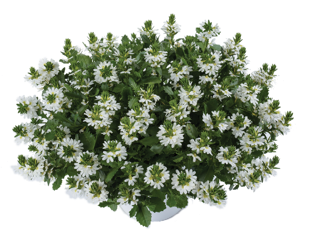 Scaevola White Touch