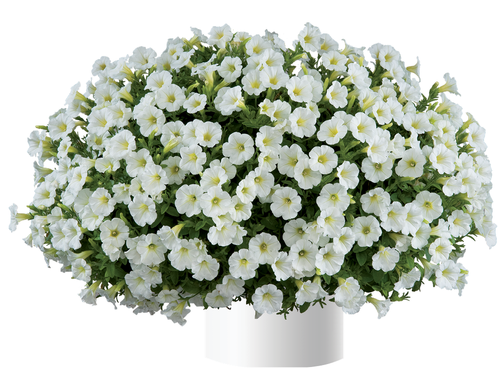 Surfinia Littletunia White Grace ™