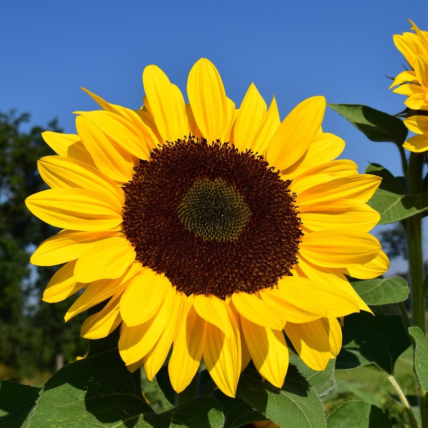 Tournesol nain