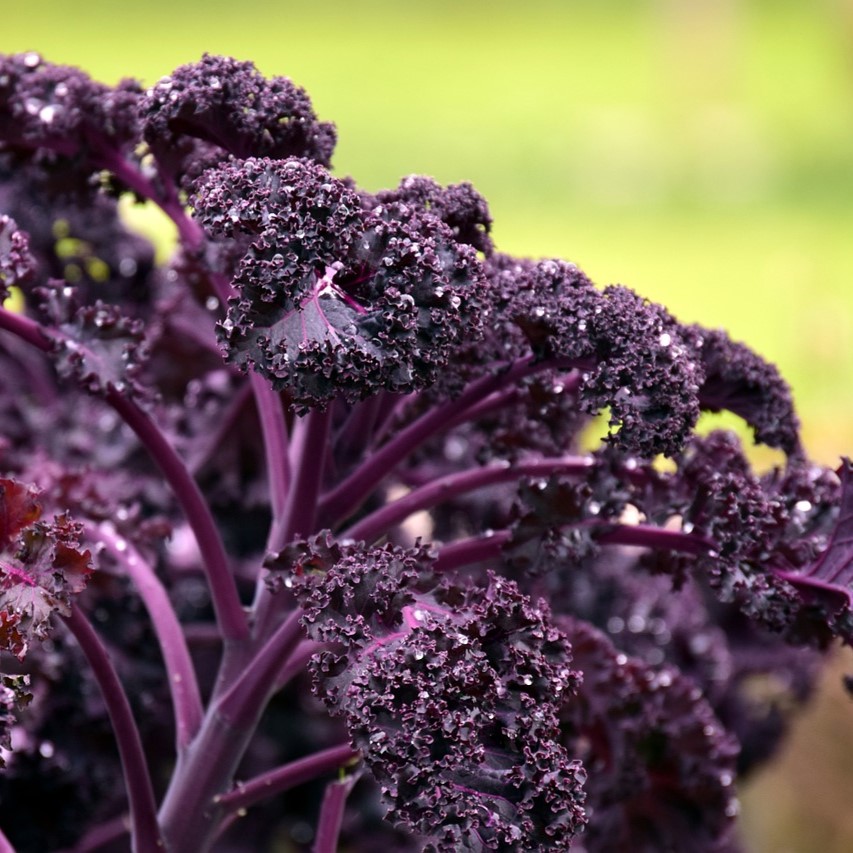 Chou frisé (chou kale) rouge

 Plant en pot de 10,5 cm