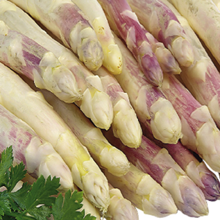 Asperge Argenteuil (semence)