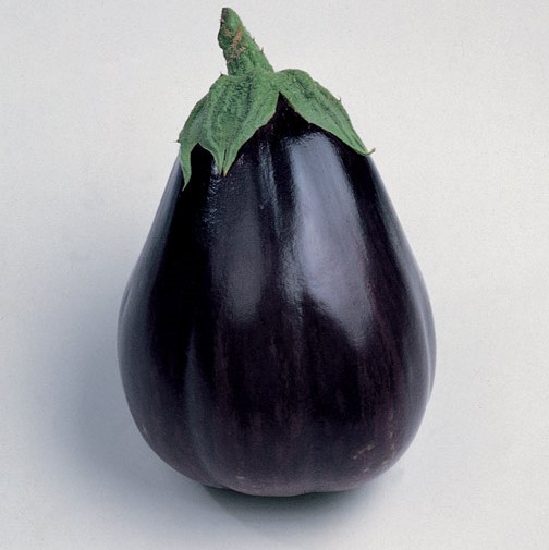 Aubergine Black Beauty (semence)