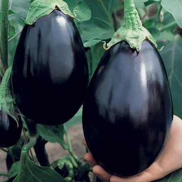 Aubergine Bonica F1 (semence)