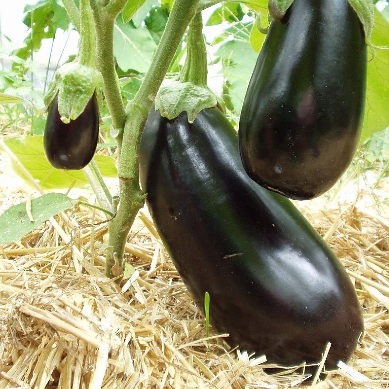 Aubergine Meronda (semence)