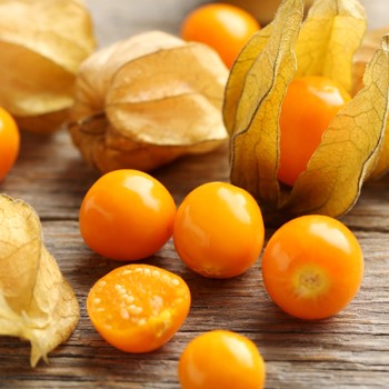 Coqueret Physalis Pineapple (semence)