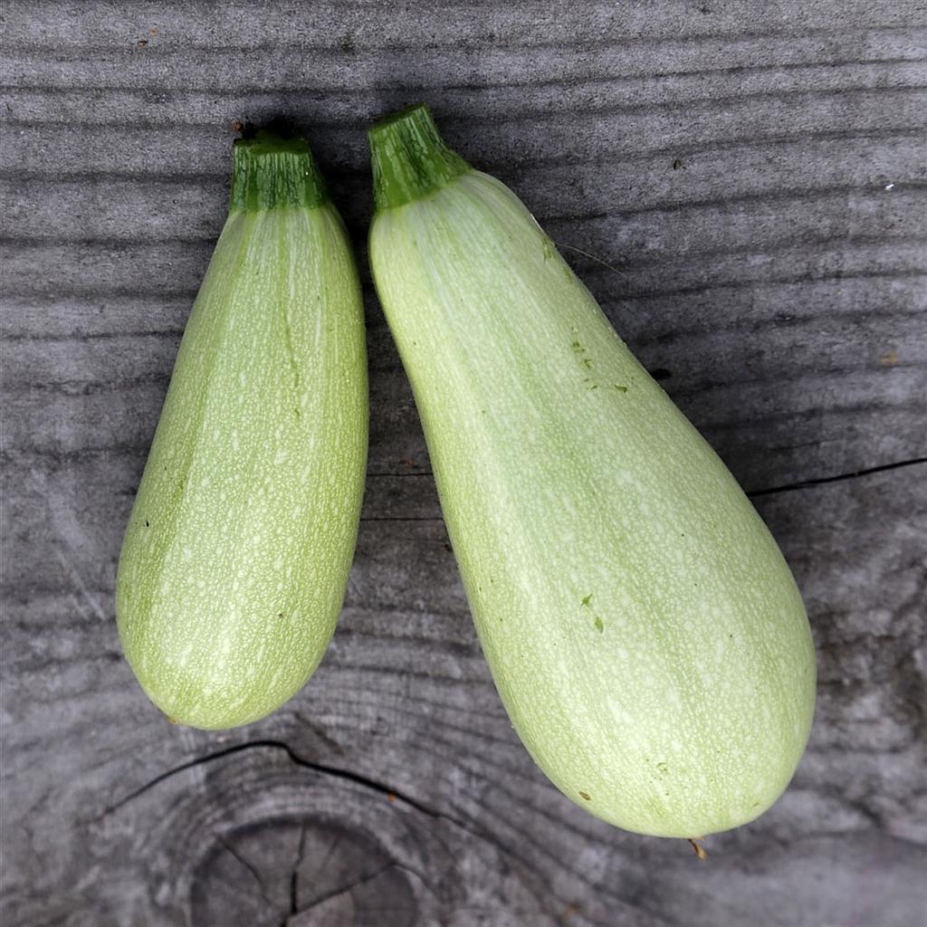 Courgette blanche libanaise (semence)