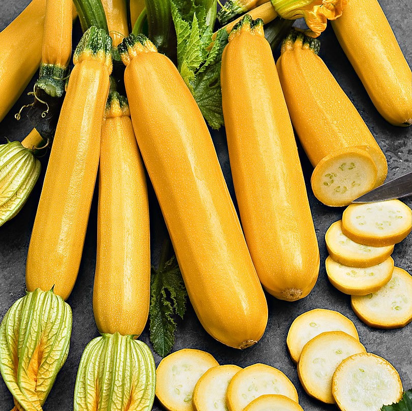 Courgette jaune Gold rush F1 (semence)