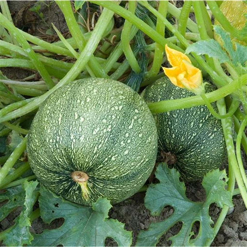 Courgette ronde de Nice (semence)