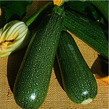 Courgette verte des maraîchers (semence)