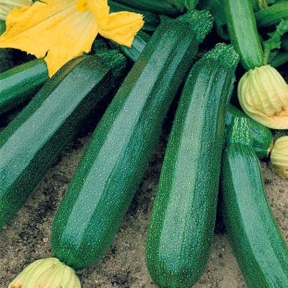 Courgette verte Diamant F1 (semence)