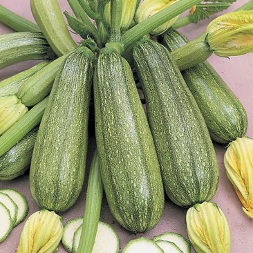 Courgette verte Petite d'Alger (semence)