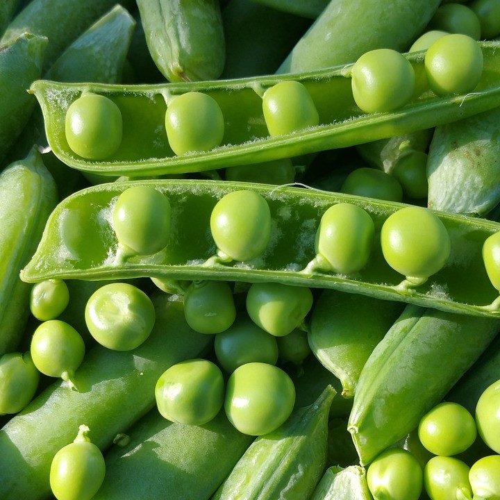 Haricot nain à écosser Flageolet vert Chevrier (semence)