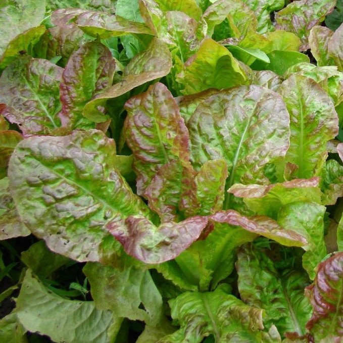 Laitue à couper Frisée d'Amérique (semence)