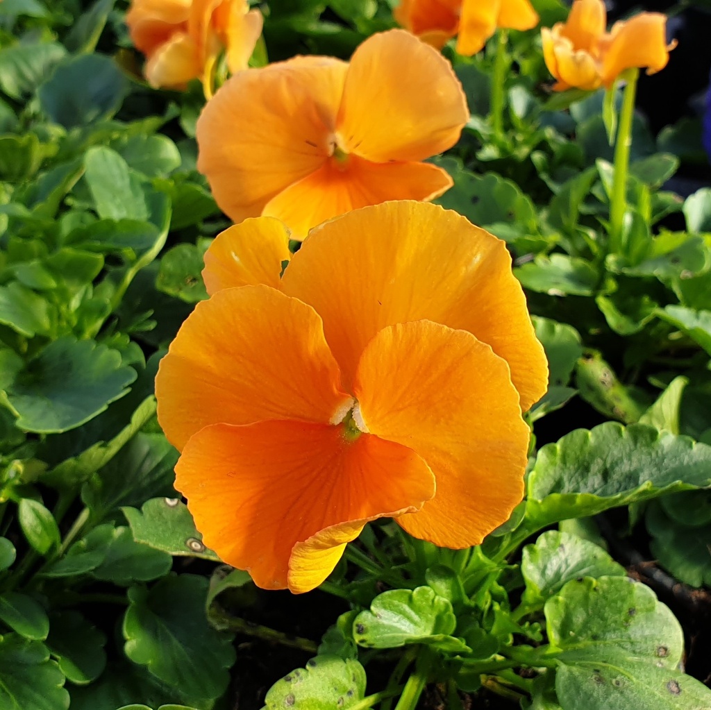 Pensée à grosses fleurs Carrera Orange