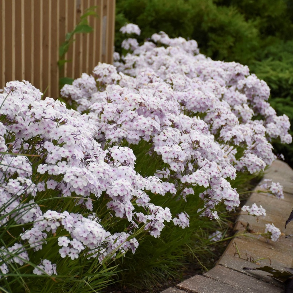 Phlox Opening Act Pink-a-Dot™