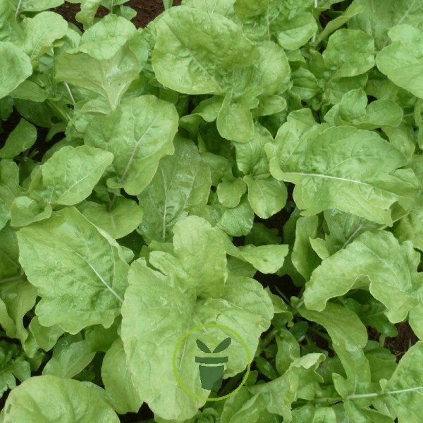 Roquette  cultivée (semence)