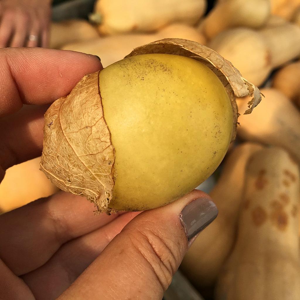 Tomatillo géant jaune (semence)