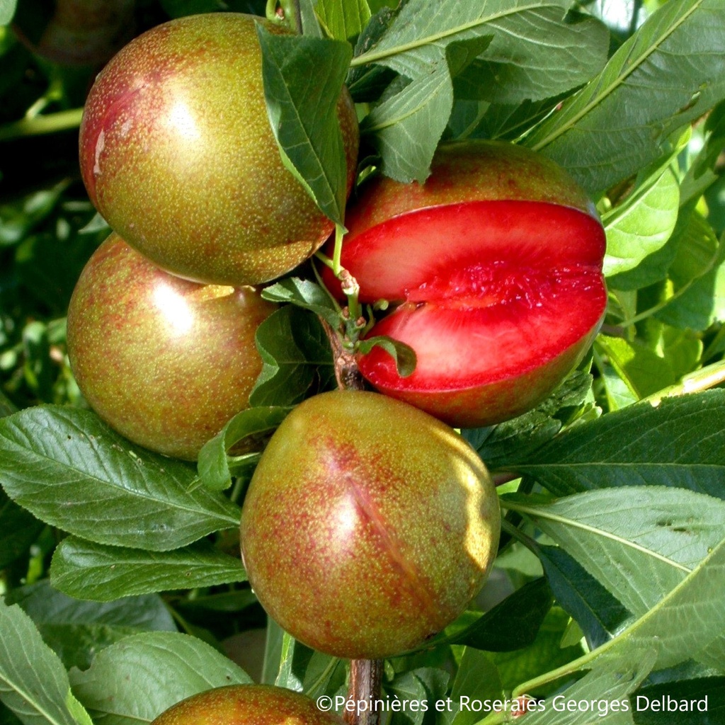 Pluot basse-tige 2 ans  Delbard Flavor Suprême® Darnaud RN