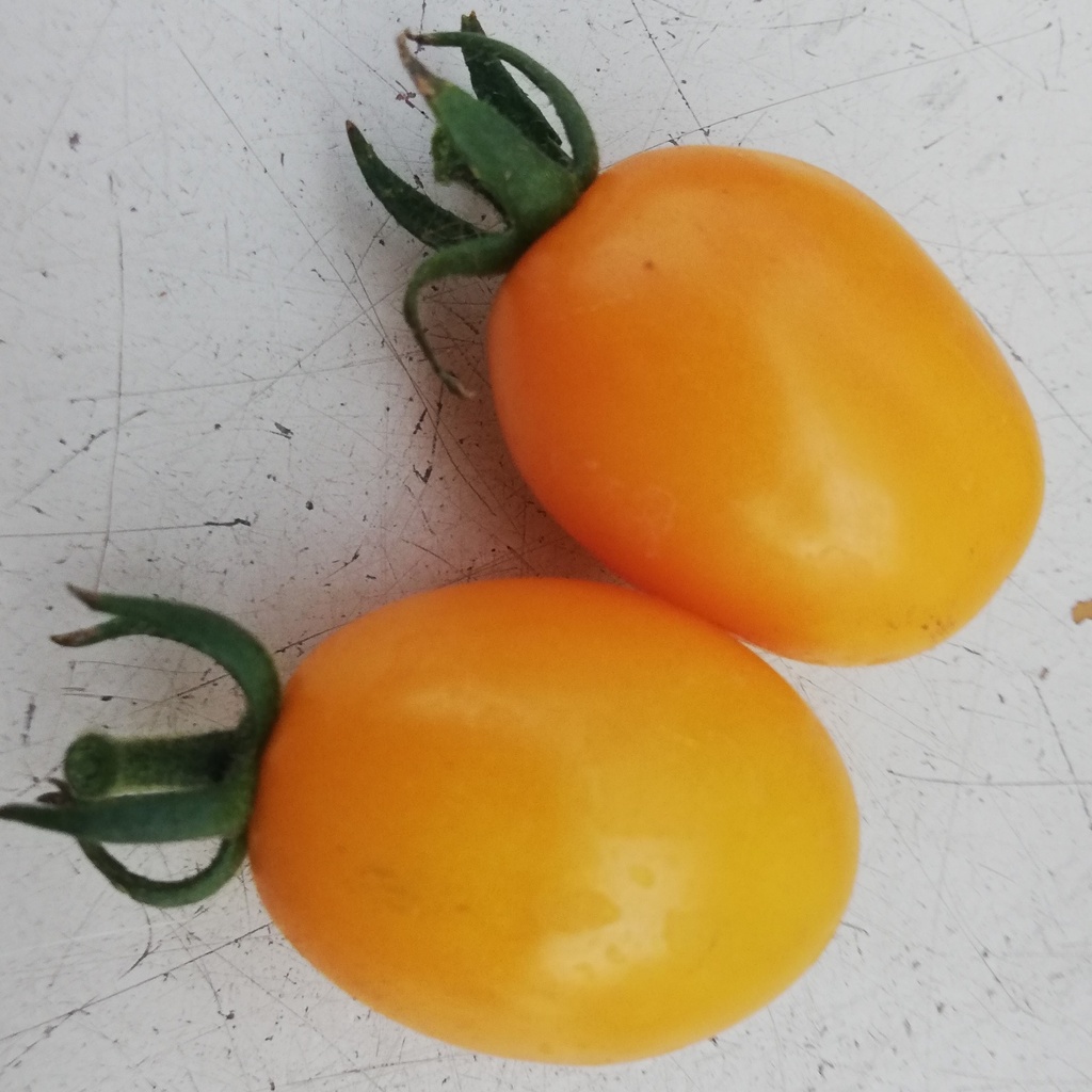 Tomate cerise jaune Olive dorée (semence)