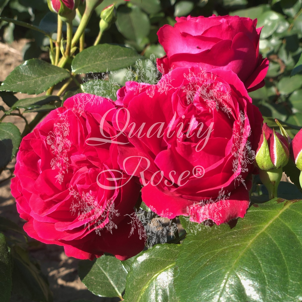 Rosier Red Eden Rose ® EricTaberly