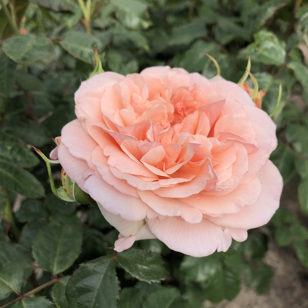 Rosier Rose de Tolbiac Kordes ®