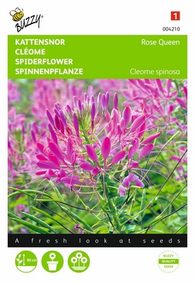 Cleome Rose Queen (Semences)