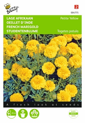 Oeillet d'Inde Petite Yellow (Semences)