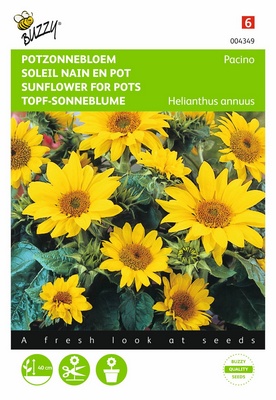 Soleil-Tounesol nain Pacino (Semences)