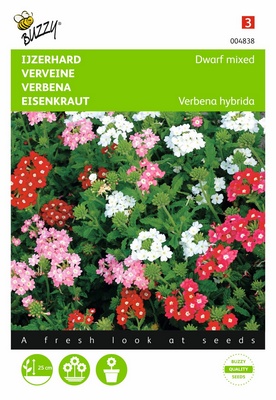 Verveine Naine (Semences)