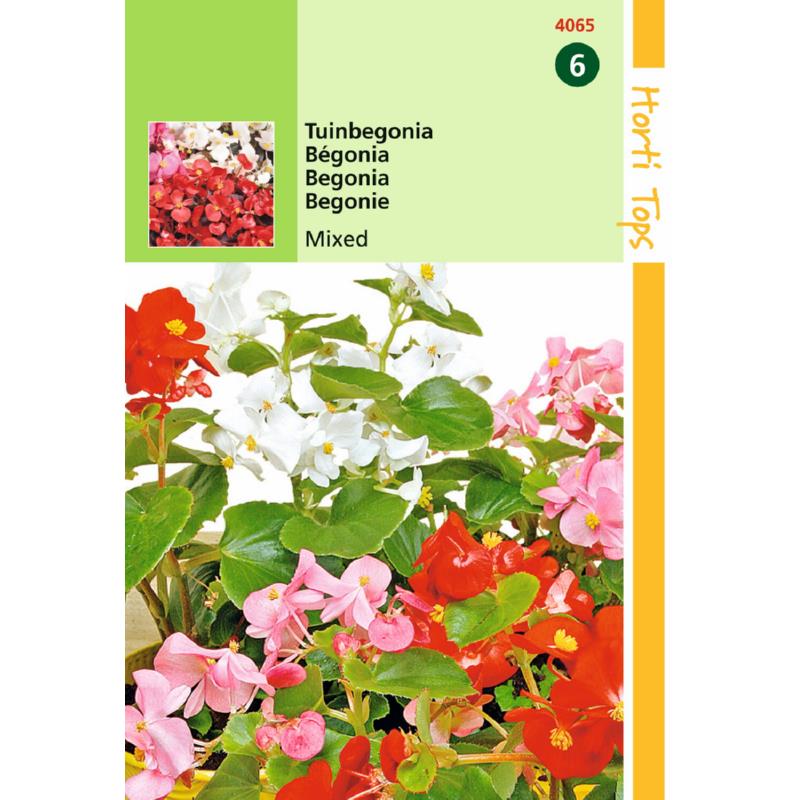 Begonia Mix (Semences)