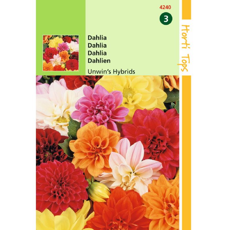 Dahlia Unwin's Hybrids (Semences)