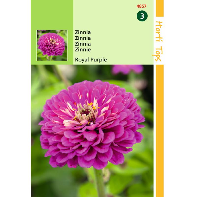 Zinnia Royal Purple (Semences)