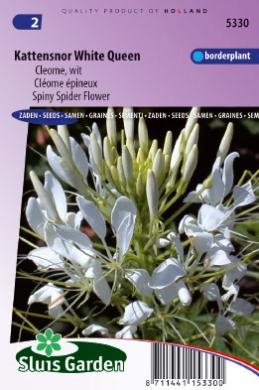 Cleome White Queen (Semences)