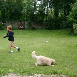 Gazon d'agrément et de sport (semence)