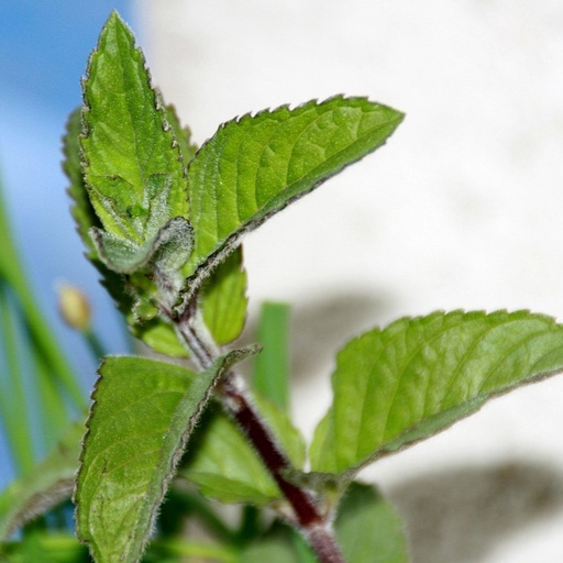 [P8070818] Menthe chocolat

 Plant en pot de 10,5 cm