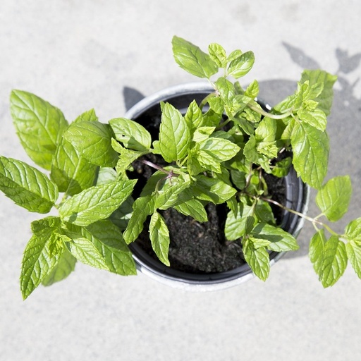 [P8070918] Menthe Citron

 Plant en pot de 10,5 cm