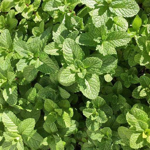 [P8072311] Menthe Marocaine

 Plant en pot de 1 l