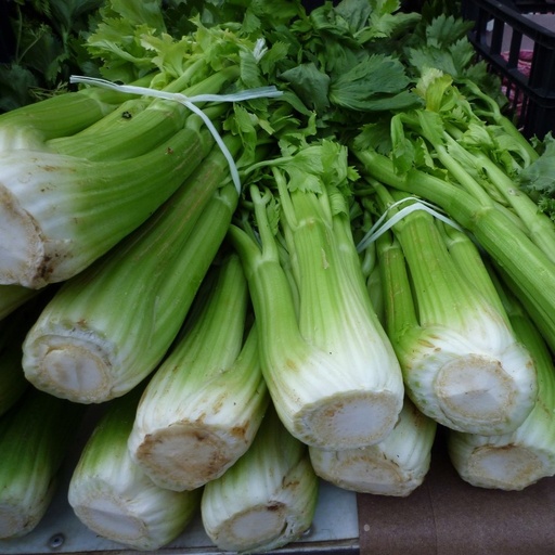 [P1200005] Céleri blanc ou français

 Plant en motte