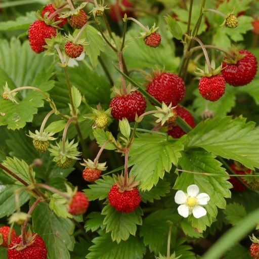 [P4279518] Fraisier des bois 4 saisons

 Plant en pot de 10,5 cm