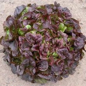 [P4545005] Laitue feuille de chêne         Red Salad Bowl

 Plant en motte