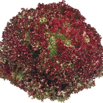 [P4580005] Laitue lollo Rossa

 Plant en motte